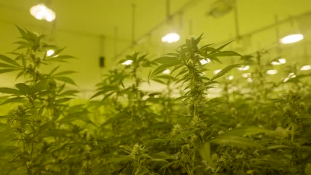 Low Angle View Tall Cannabis Plant Professional Nursery — стоковое видео