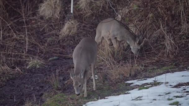 鹿用雪在草地上吃草 — 图库视频影像