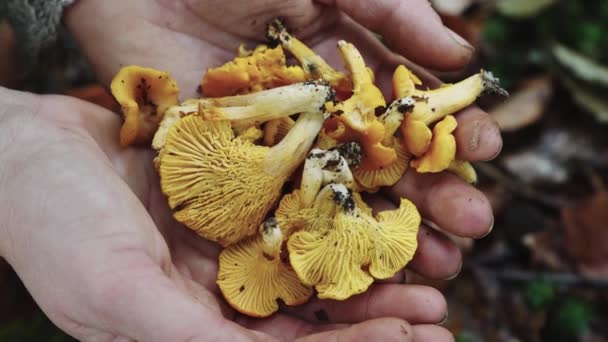 Manos Abiertas Con Palmeras Sosteniendo Champiñones Frescos Chanterelle — Vídeos de Stock