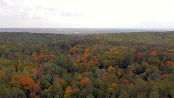 Aerial Autumn Nature Forest Landscape Treetops While Fall Full Swing — Stockvideo