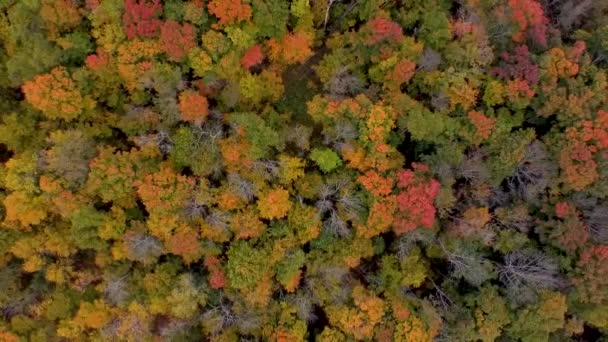 Drone Vlucht Het Herfstbos Canada Herfst Bladeren Bomen Oranje Rood — Stockvideo