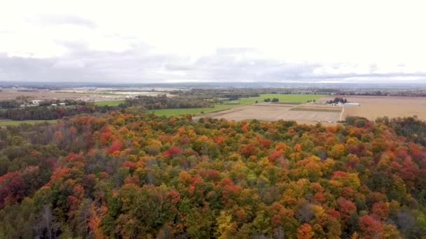 カナダの秋の森の上空のドローン飛行 秋の葉や木 遠くに農民フィールドとオレンジ 黄色と緑の美しいシーン — ストック動画