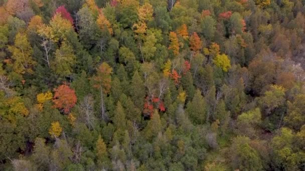 Drohnenflug Über Fallwald Kanada Herbstblätter Und Bäume Orange Rot Gelb — Stockvideo