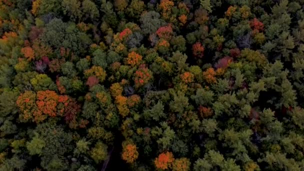 カナダの秋 美しい秋の朝にカラフルな森のドローン空中ビュー — ストック動画
