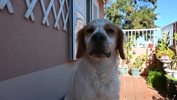 Weißer Und Brauner Bretonischer Spaniel Hund — Stockvideo