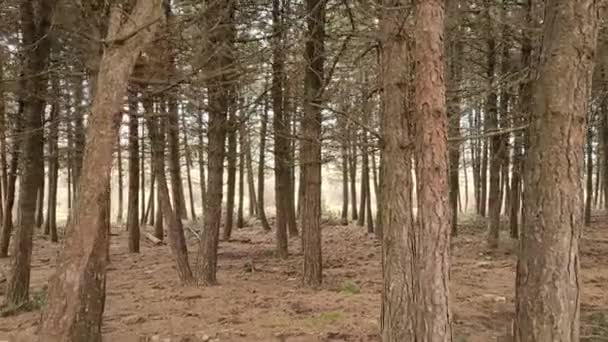 Deciduous Forest Basque Country — Vídeo de Stock