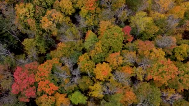 カナダの秋の森の上空のドローン飛行 秋の葉や木 オレンジ 黄色と緑の美しい秋のシーン — ストック動画