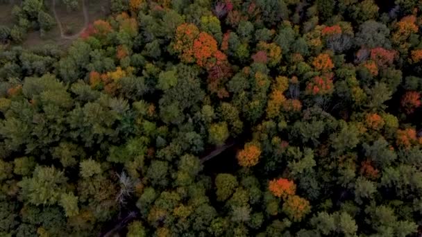 空中ドローン秋の自然林の風景です 秋の間の木 赤とオレンジの木と美しい秋の森のコピー 紅葉のドローンビューが色を変える — ストック動画