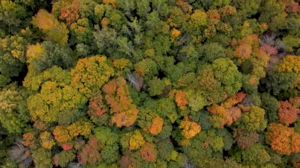 Drohnenflug Über Fallwald Kanada Herbstblätter Und Bäume Orange Rot Gelb — Stockvideo