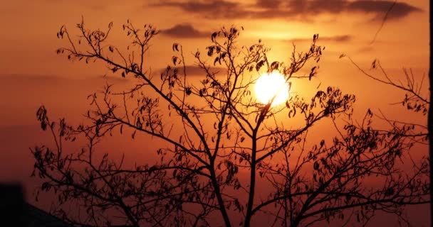 Silueta strom podsvícený teplý západ slunce v létě. Statický výstřel