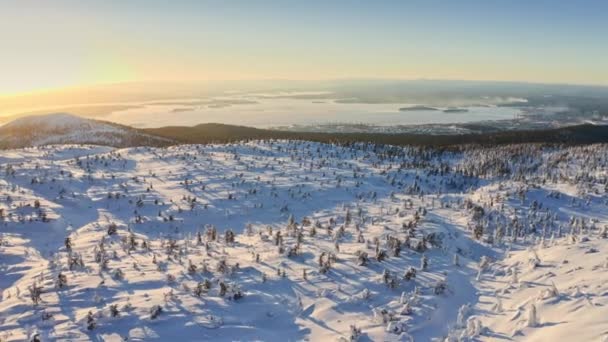 晴れた冬の日に北欧の丘の上に雪に覆われた木々を飛び越える — ストック動画