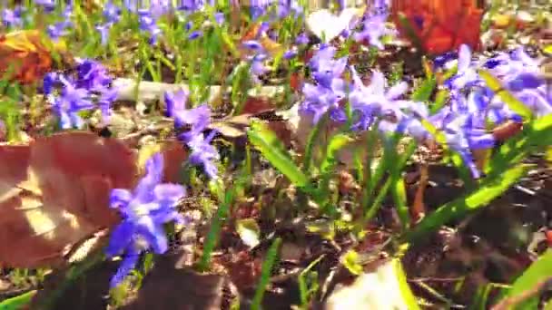 Slow Motion View Honeybee Working Garden Spring Flowers 30Fps — Vídeo de Stock