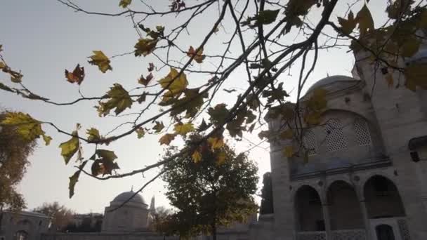 Panning Shot Albero Foglie Ondeggianti Nel Vento Verso Storica Moschea — Video Stock