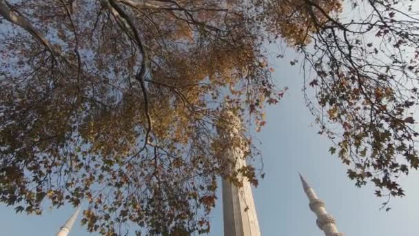 Abbassato Albero Enorme Rivelando Magnifica Moschea Suleymaniye Istanbul Turchia — Video Stock