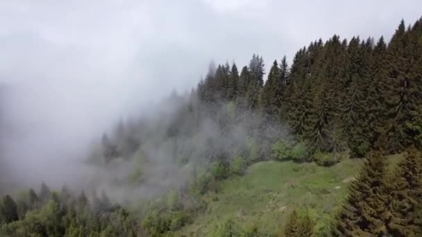 空の下の松の森 — ストック動画