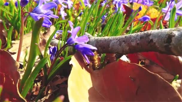 Slow Motion Worker Bee Pollinate Flowers Garden Honeybee Working 30Fps — Video Stock