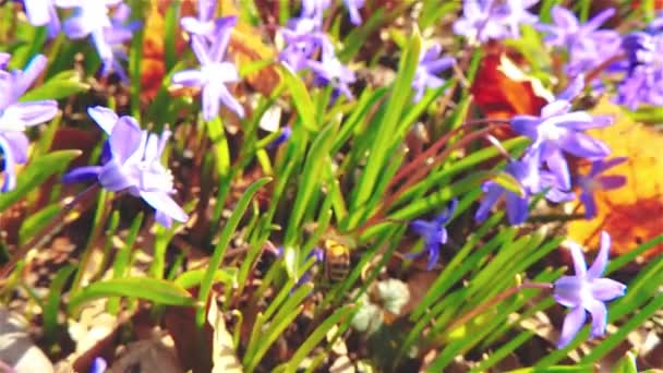 Slow Motion Honey Bee Working Garden Spring 30Fps — Stockvideo