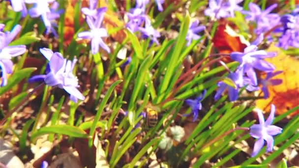 Langzame Beweging Van Honingbij Aan Het Werk Tuin Het Voorjaar — Stockvideo