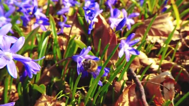 Slow Motion Schattige Honingbij Werken Tuin Voorjaar 30Fps — Stockvideo