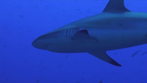 Γκρίζος Καρχαρίας Ύφαλος Που Περνάει Από Κάτω — Αρχείο Βίντεο
