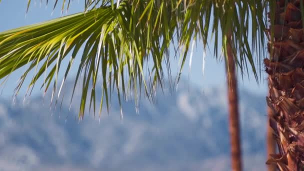 Tropisches Kokospalmenblatt Zeigt Palm Springs Einer Stadt Der Sonora Wüste — Stockvideo