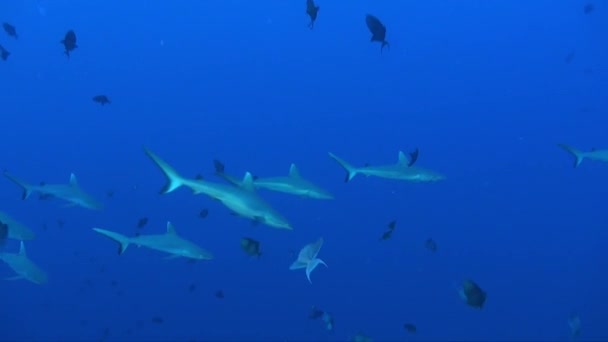 Shoal Grey Reef Sharks Swimming Deep Blue Ocean — Video