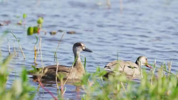 Incantevole Vista Due Teal Brasiliani Amazonetta Brasiliensis Galleggiante Sul Lago — Video Stock