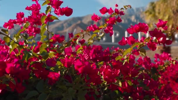 Signo Palm Springs Revelado Detrás Arbustos Con Flores Rubí Rosa — Vídeos de Stock