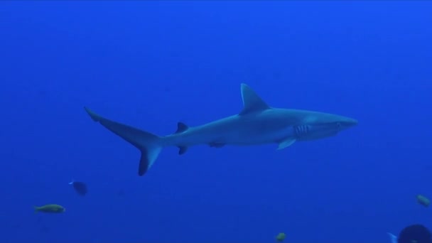 幼小的灰礁鲨在蓝色的海洋中游动 — 图库视频影像
