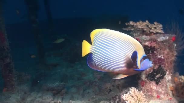 Emperador Angelfish Nadando Sobre Naufragio — Vídeos de Stock