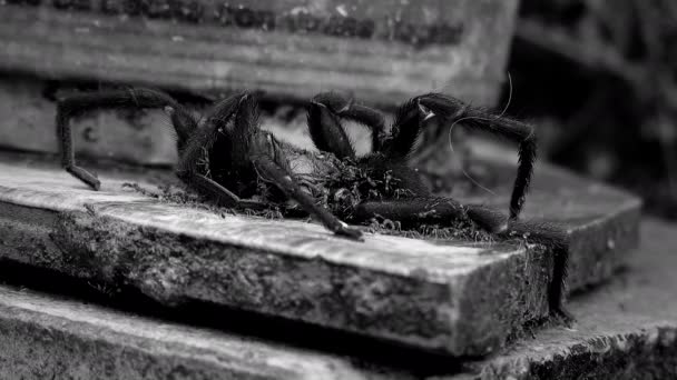 Cinematic Black White Shot Large Spider Carcass Being Devoured Swarming — Stok video