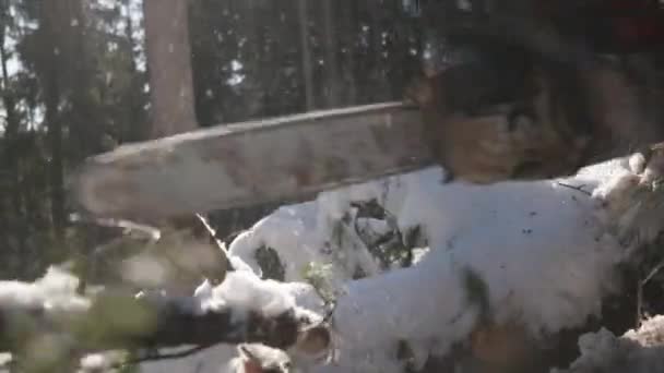 Lumberjack Cutting Snowy Logs Chainsaw Forests Bavaria Handheld View — Stock videók