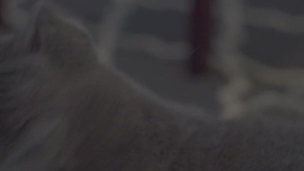 Eine Graue Katze Schüttelt Sich Und Geht — Stockvideo
