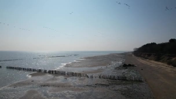 Kanadalı Kaz Sürüsü Mersea Adası Üzerinde Formasyonunda Uçuyor — Stok video