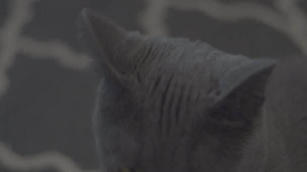 Γκρι Γάτα Γυρίζει Ανάποδα — Αρχείο Βίντεο