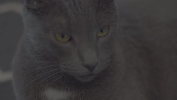 Gray Cat Looks Away Slo — Vídeo de Stock