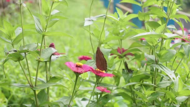 Close Beautiful Brown Butterfly Pink Wild Flower Yard — Wideo stockowe