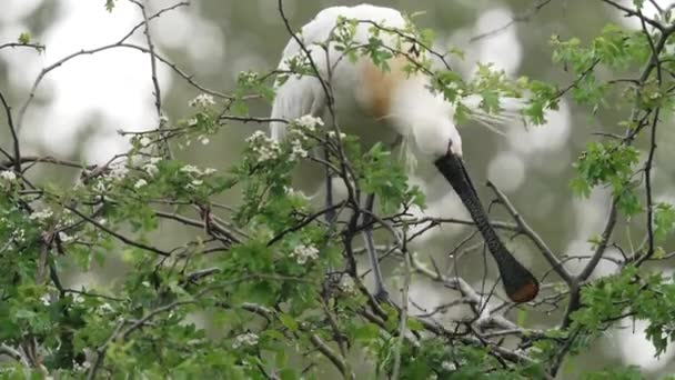 Spoonbill Use Long Flat Beak Pick Tree Top Branch Use — Stock Video