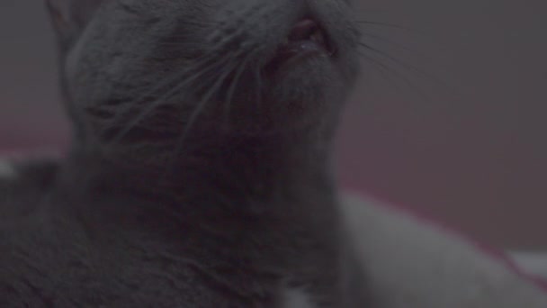 Gray Cat Looks Yawns — Video Stock