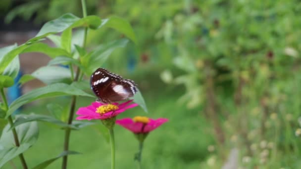 Primer Plano Una Hermosa Mosca Mantequilla Una Flor Silvestre Rosa — Vídeo de stock