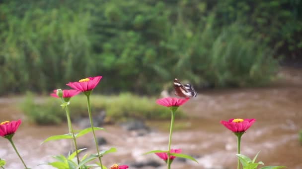 Piękny Motyl Zapylający Różowe Dzikie Kwiaty — Wideo stockowe