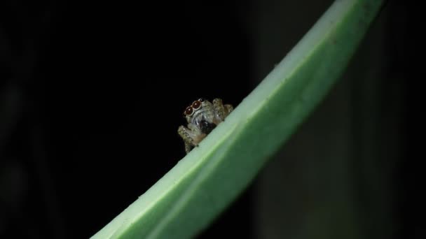 Araña Saltando Con Presa Arrastrándose Sobre Una Hoja Verde Desierto — Vídeos de Stock