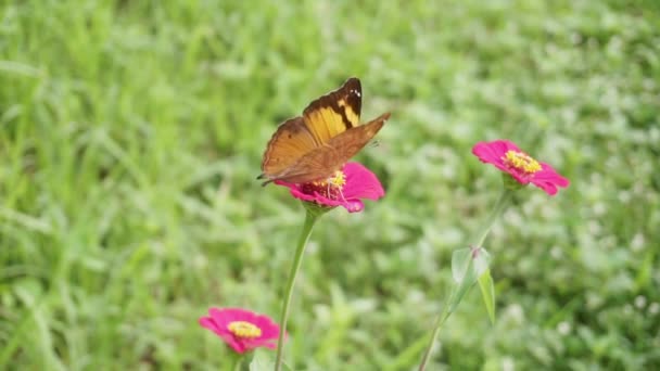 Close Brown Beautiful Butterfly Pink Rose — Wideo stockowe