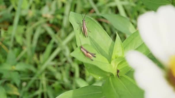 Two Grasshopper Grass Leaf Wild Margarita Flower — стоковое видео