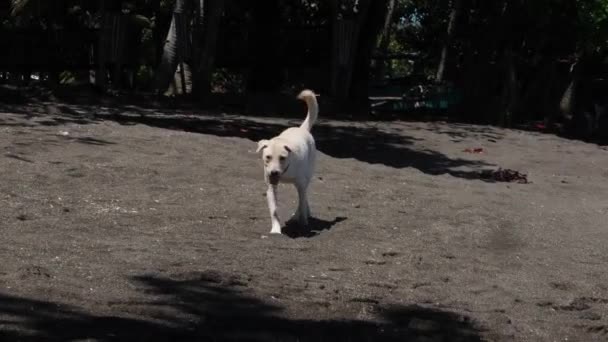 Domestic Dog Roaming Sand Seaside Town Inglês Movimento Estático Lento — Vídeo de Stock