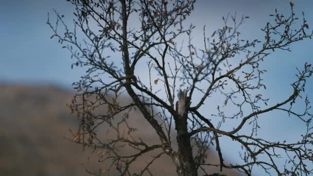 Close Delicate Dark Branches Rowan Tree Slow Motion Blurry Background — Vídeo de Stock