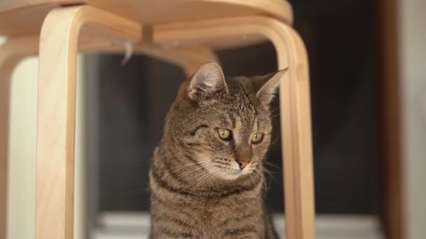 インテリジェントな猫は カメラを見て 屋内で撮影したハンドヘルド — ストック動画