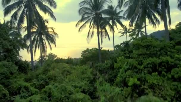 Coup Drone Coucher Soleil Dans Forêt Tropicale — Video