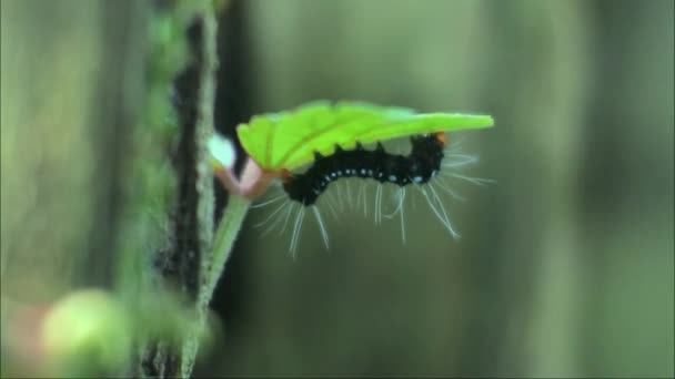 Caterpillar Macro Footage Caterpillars Biting Leaf Shoots Plant Pests — Video Stock