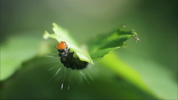 毛毛虫咬叶芽 植物害虫 毛毛虫宏观画面 — 图库视频影像